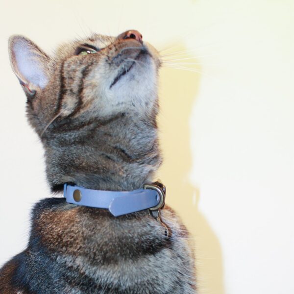 Vegan halsbandjes voor katten - Furra webshop - Modern design