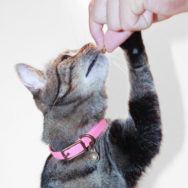 Vegan halsbandjes voor katten - Furra webshop - Modern design
