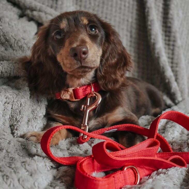 Rode halsband en hondenleiband bij webshop Furra