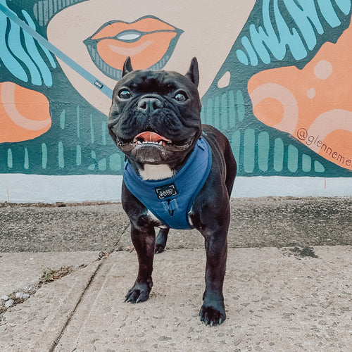 Modern donkerblauw hondenharnas / hondentuigje van Sassy Woof