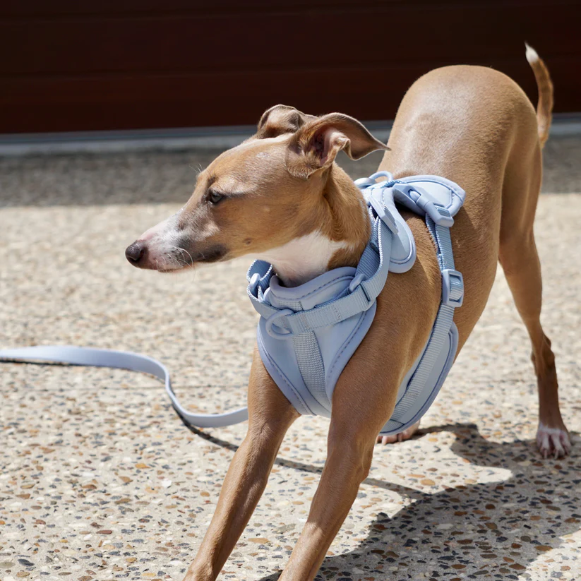Borstharnas honden grootte rand rifr lichtblauw M